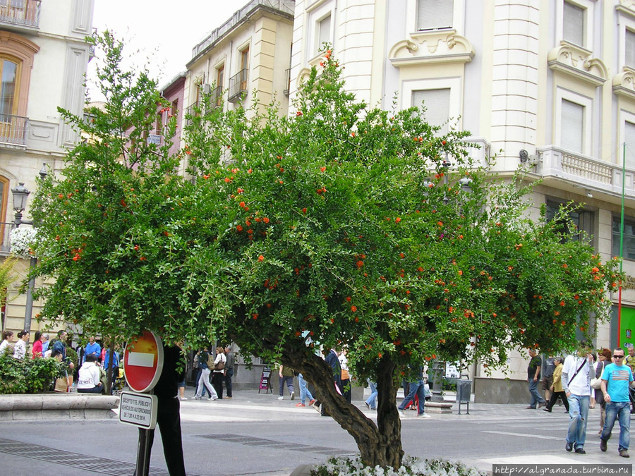 Гранатовое дерево в центре Гранады Гранада, Испания