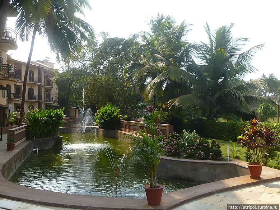 В зарослях отеля Nazri Resort Кандолим, Индия