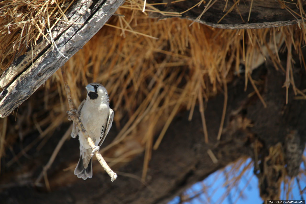 Вокруг гнезда ткачиков Этоша Национальный Парк, Намибия