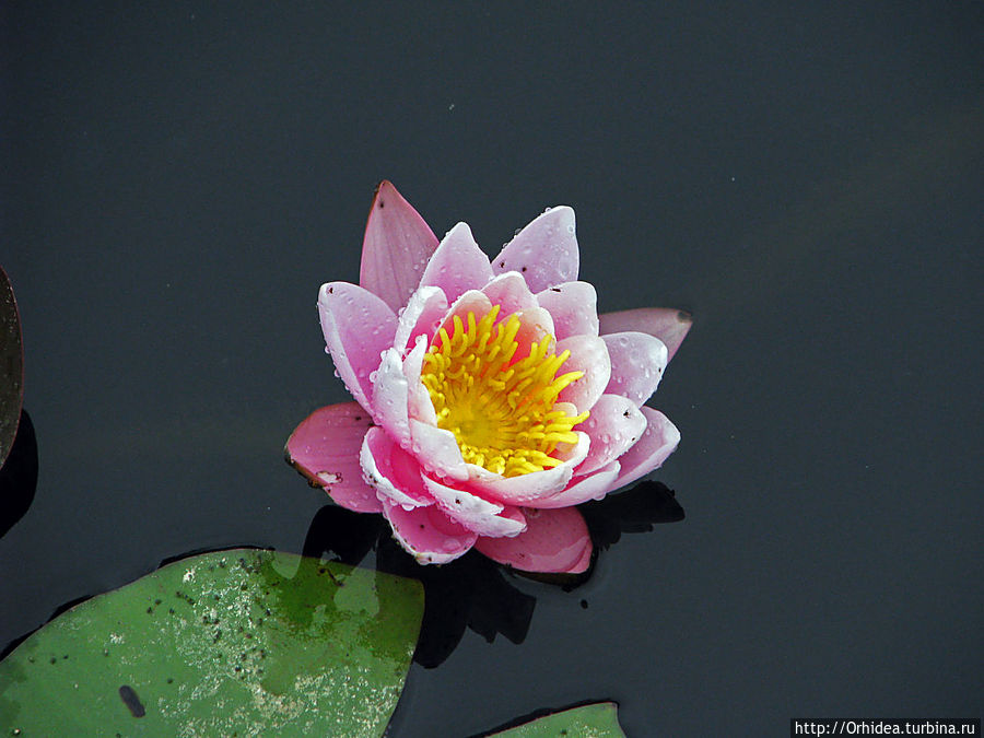 Гладь старинного пруда Харьковская область, Украина