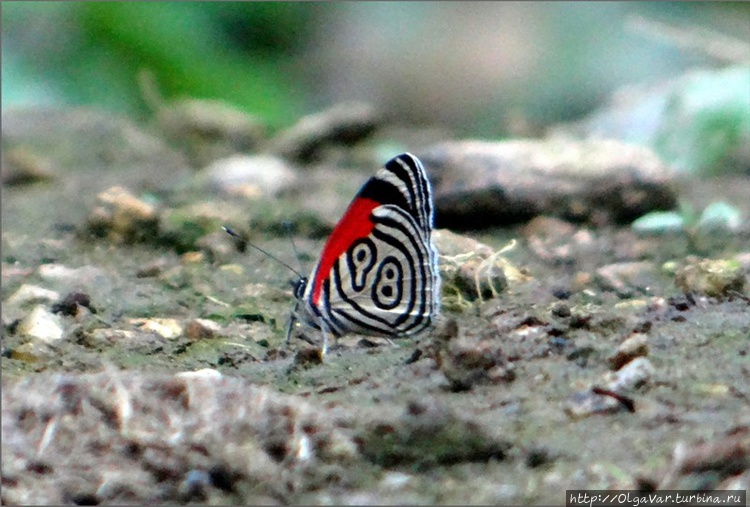 Шикарная бабочка, да еще 