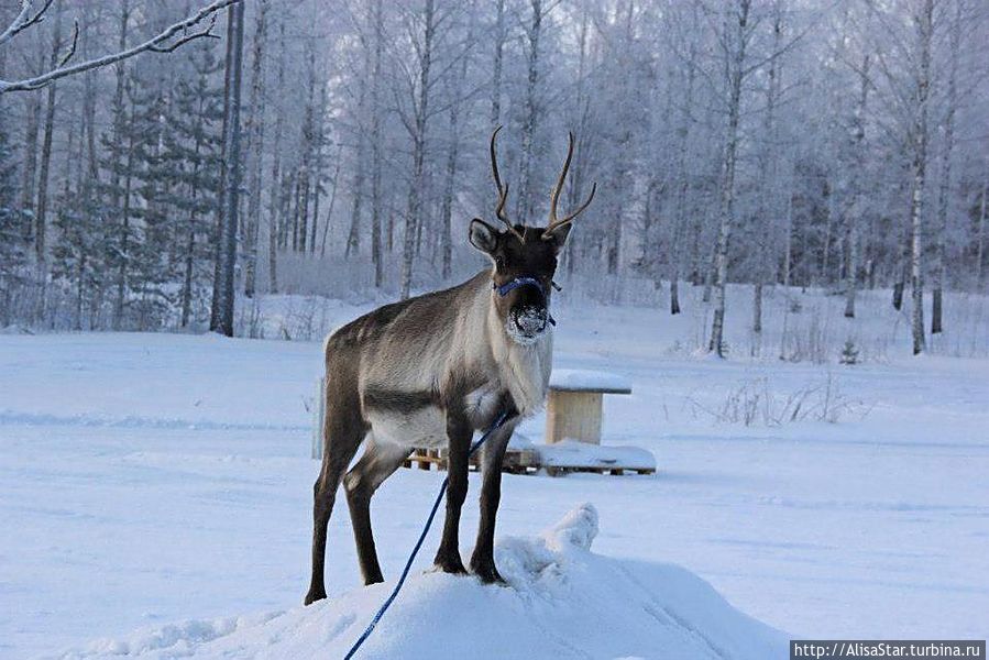 Центр отдыха Пункахарьюн Ломакескус Пункахарью, Финляндия