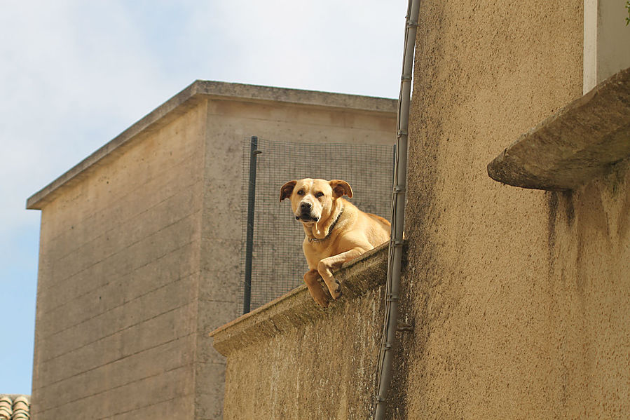 скучающая собака наблюдает за прохожими Эриче, Италия