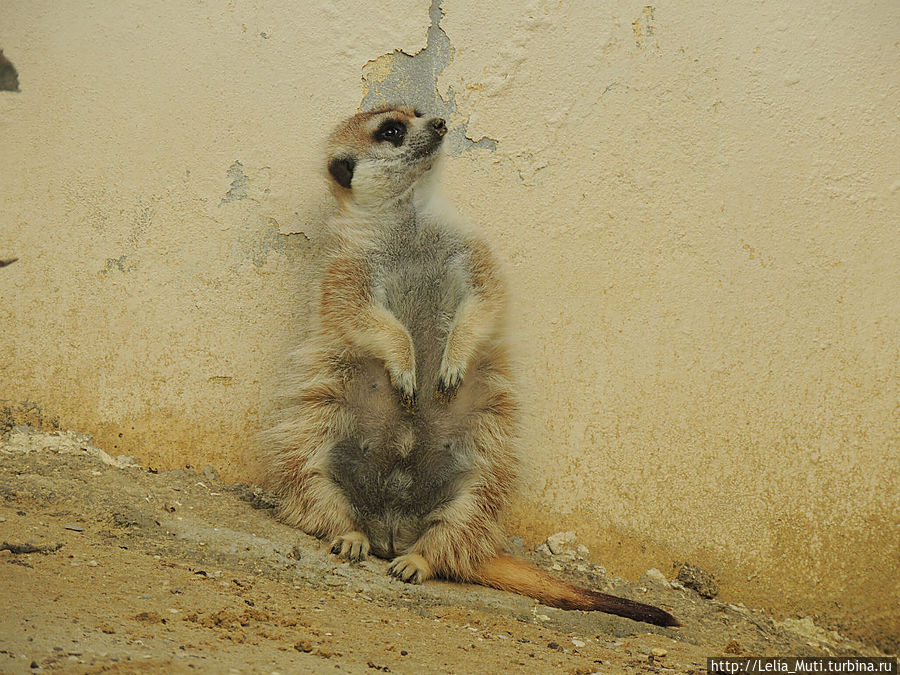 Zoo Roma Рим, Италия