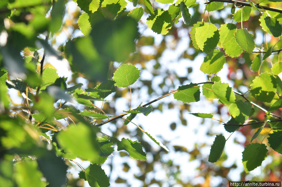 Вернуться в лето