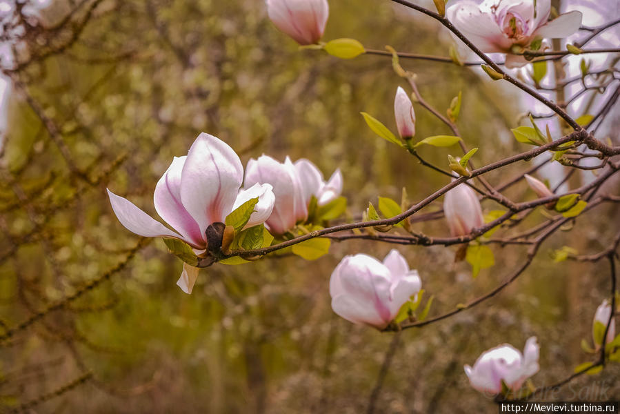 Букинге́мский дворец на рассвете Лондон, Великобритания