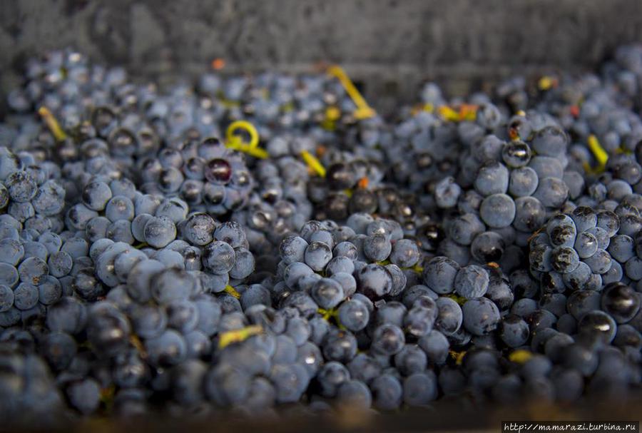 Для виноделия ценится именно такой виноград — мелкие ягоды, которые обладают более насыщенным вкусом и ароматом Тургень, Казахстан