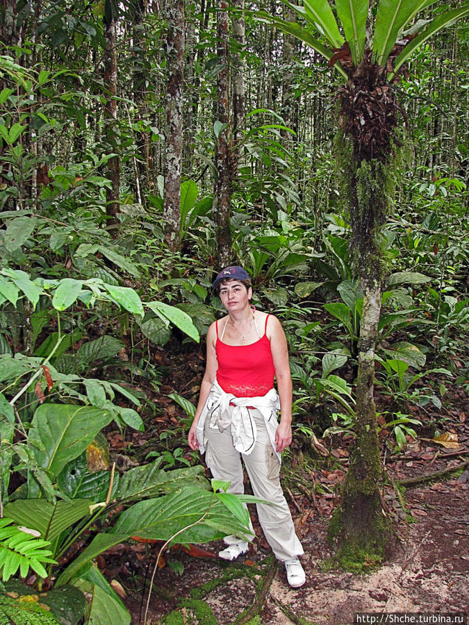 На пути к Анхелю... пешком по тропическим джунглям Национальный парк Канайма, Венесуэла