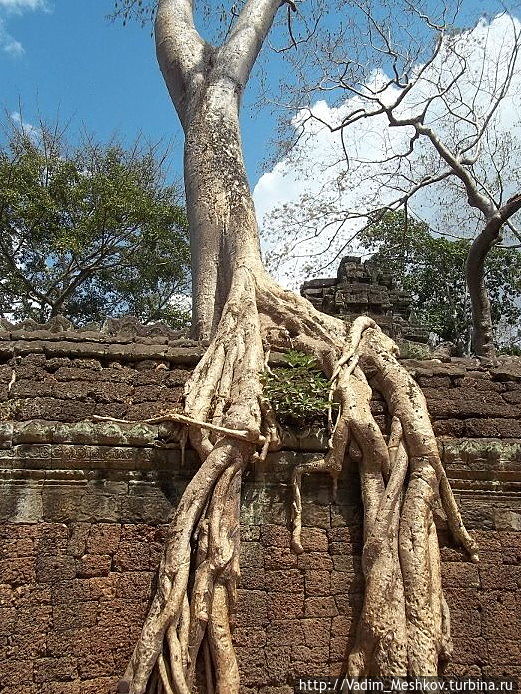 Массивные деревья за много тысячелетий проросли внутри храмовых комплексов. Ангкор (столица государства кхмеров), Камбоджа