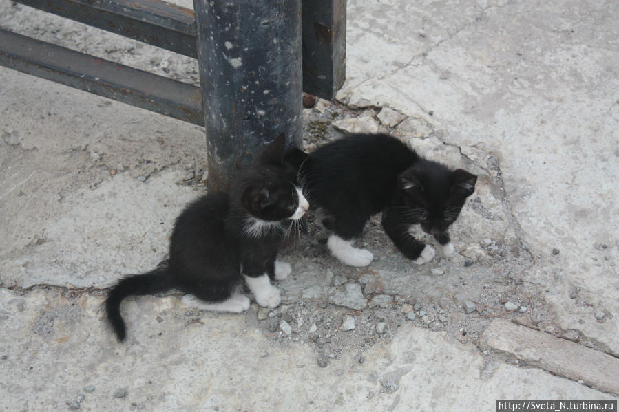 котята лестничные, алуштинские :) Республика Крым, Россия