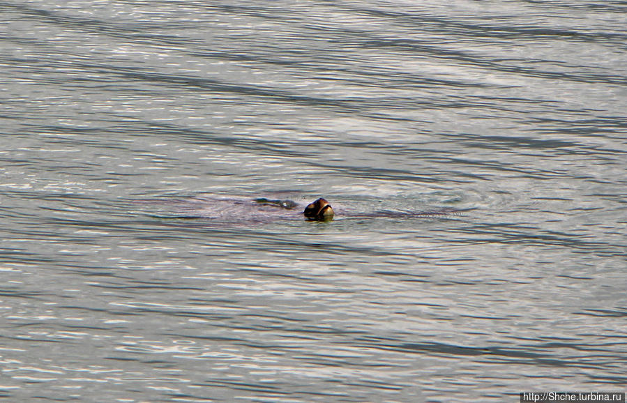 Метрах в тридцати от нас заметили плывущую черепаху. Я не был уверен, что она к нам приблизится, и не стал дожидаться. Мой товарищ-же дождался... его фото я добавил в конце материала после карты, естественно с его согласия. Пуэрто-Айора, остров Санта-Крус, Эквадор