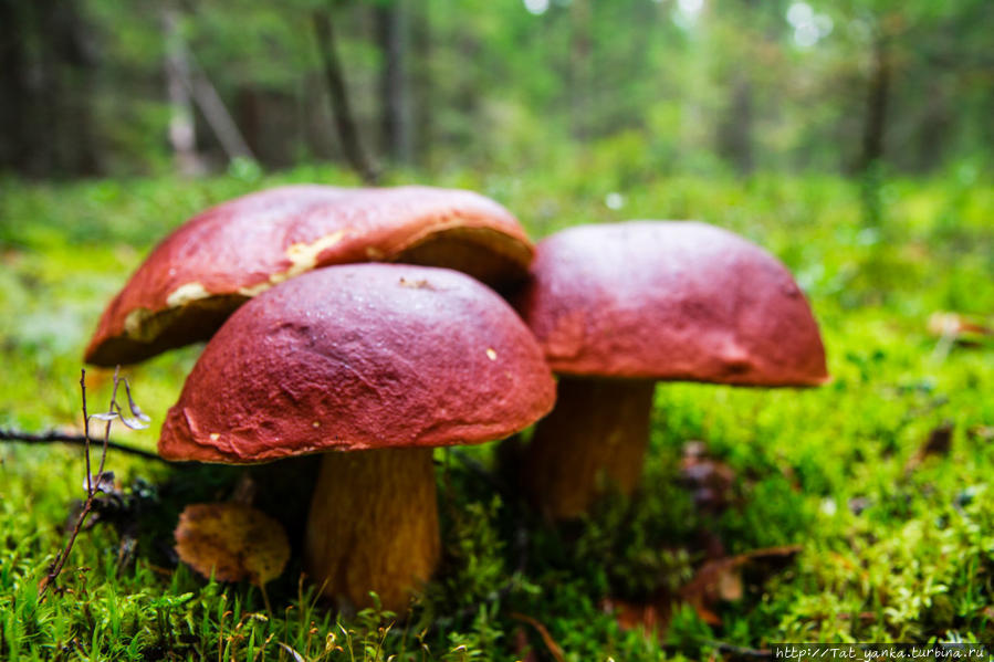 Лесной урожай Республика Карелия, Россия