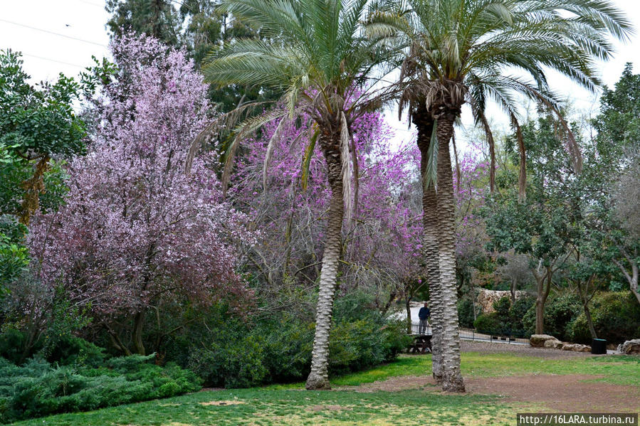 Весна в Иерусалимском  зоопарке Иерусалим, Израиль