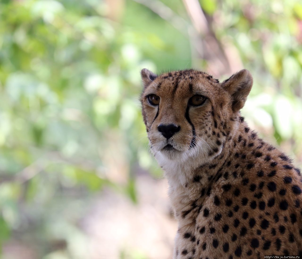 Зоопарк Щёнбрунн Вена, Австрия