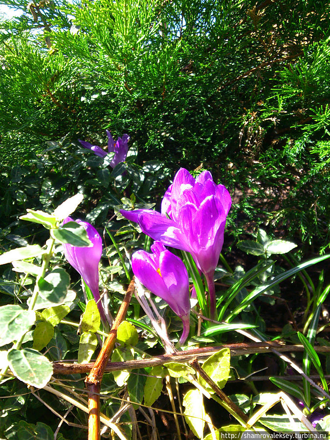 Первые тюльпаны к Первомаю! Санкт-Петербург и Ленинградская область, Россия