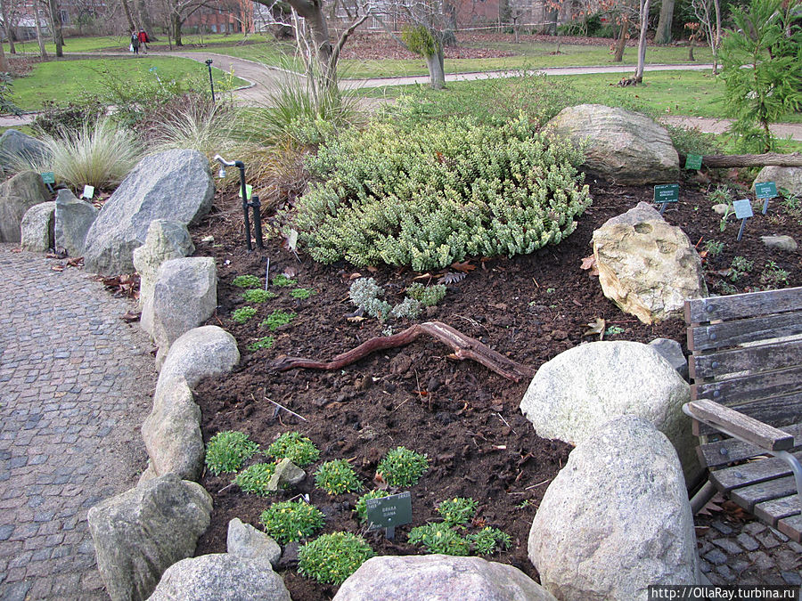 Драба (Draba) — украшение рокария.