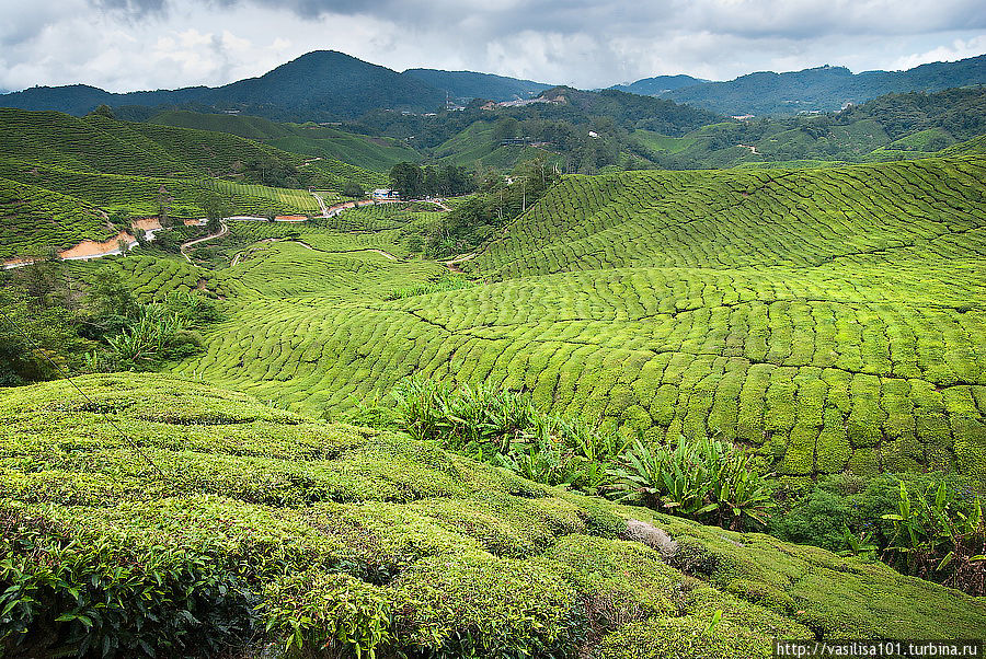 Чайные плантации — Sungai Palas Boh Tea Estate Танах-Рата, Малайзия