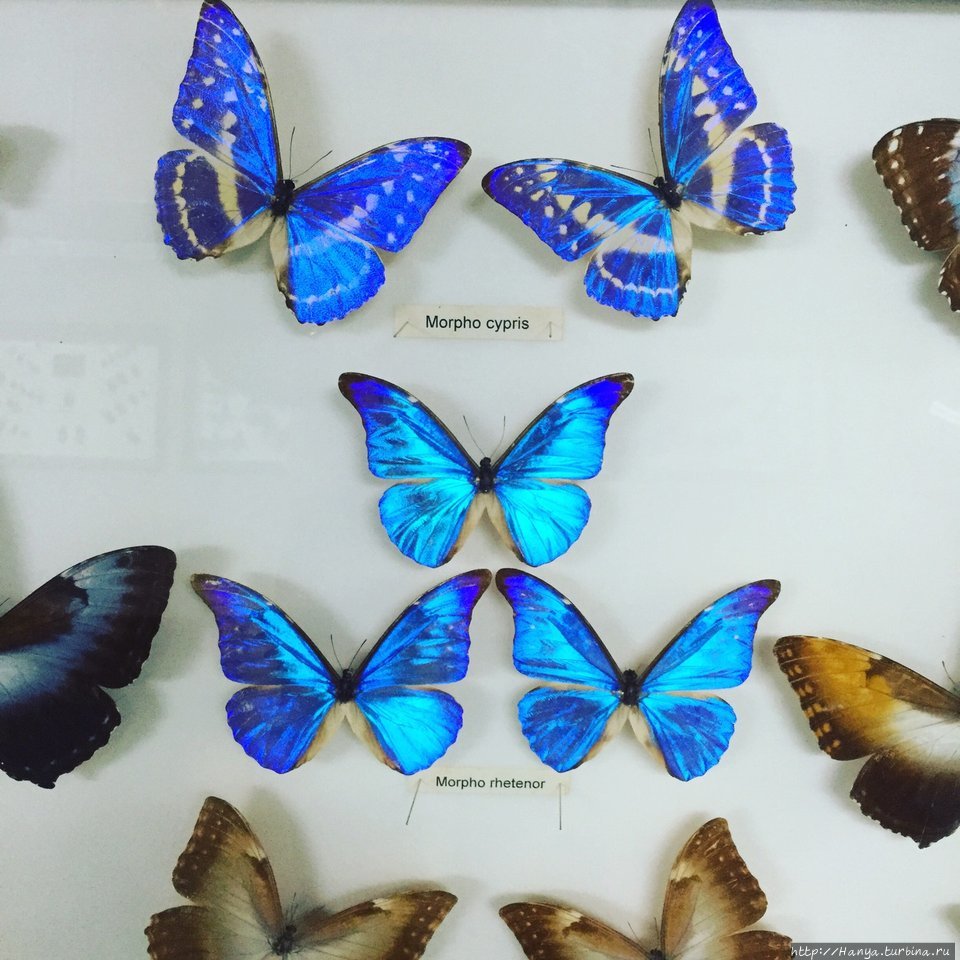 Парк бабочек Куала-Лумпур, Малайзия