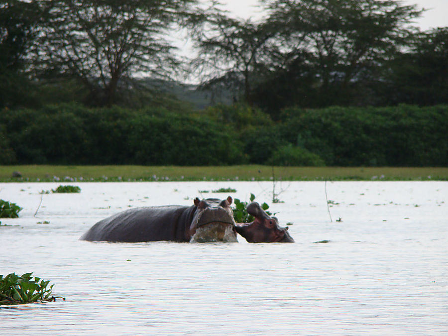 На лодке к бегемотам Найваша, Кения