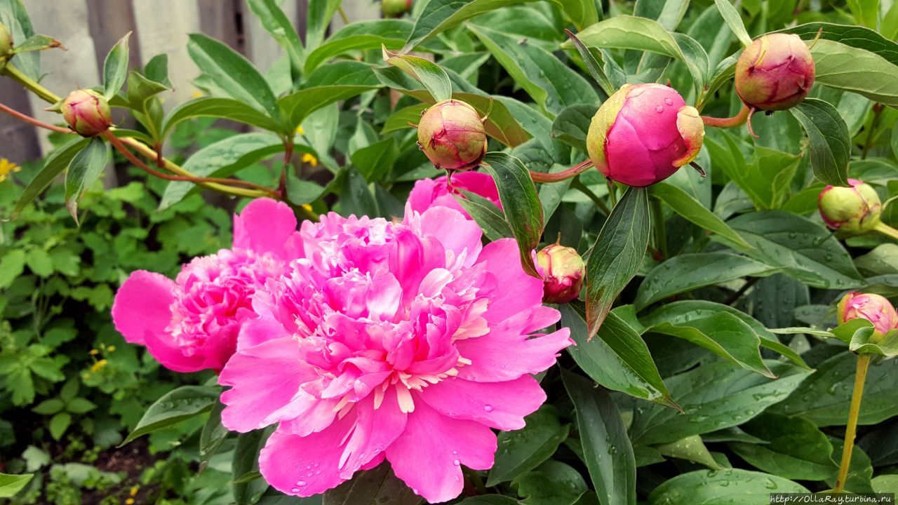 Равно как и в Переславле.