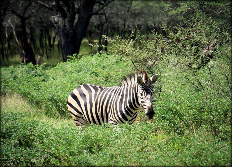 Мини-сафари или лучший зоопарк Маврикия Касела Природный Парк, Маврикий