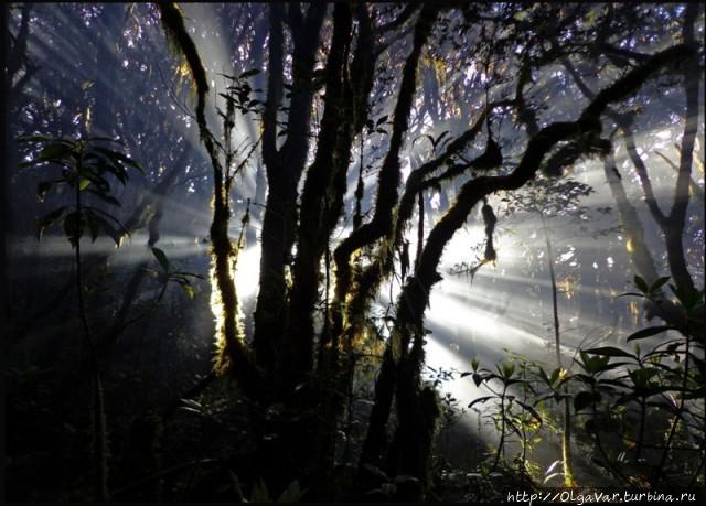 Лесные истории Филиппины