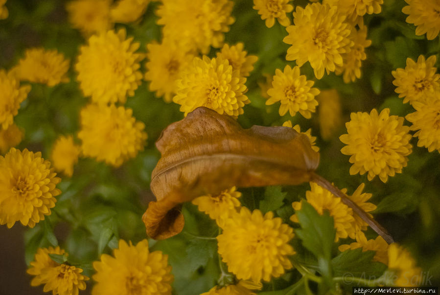 Под Рождество в Ботаническом саду Латвийского университета Рига, Латвия