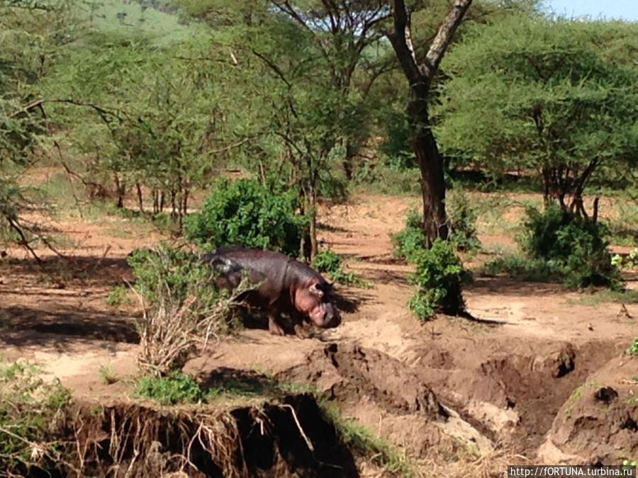 Толстокожие симпатяги Серенгети Национальный Парк, Танзания