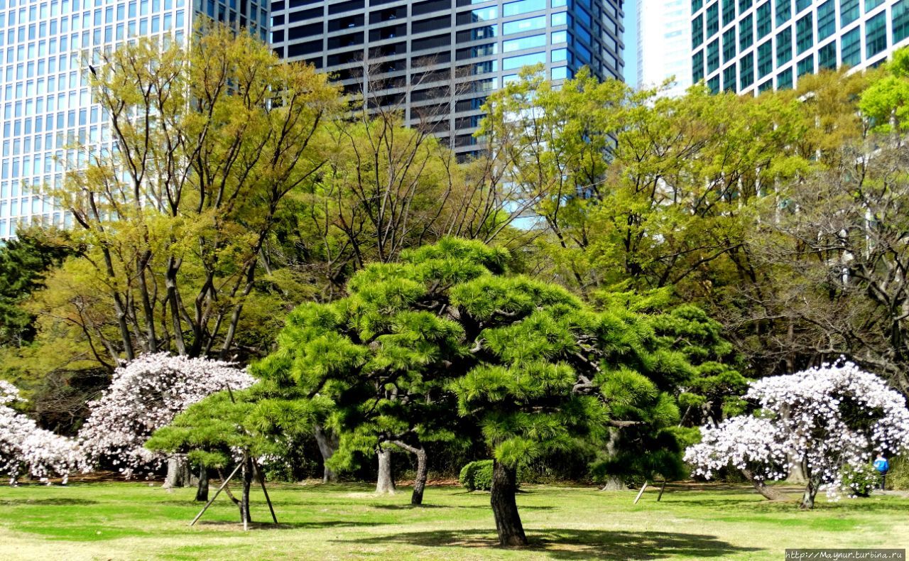 Сады  сегунов. Хамарикю Токио, Япония