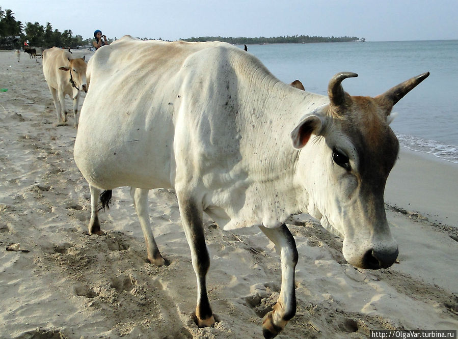Похоже, что эта коровка скоро станет мамой... Тринкомали, Шри-Ланка