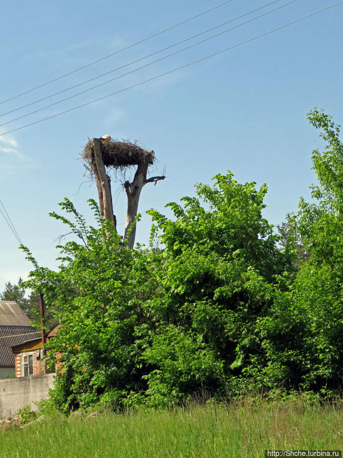 Есть лес, и есть опушка... и будет здесь избушка Бишкинь, Украина