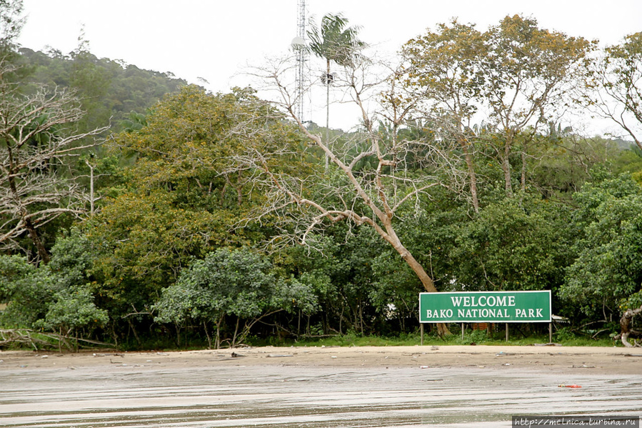 14 января.  Борнео. Национальный парк Бако. Знакомство Бако Национальный Парк, Малайзия