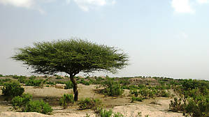 Бесплатный туалет :)