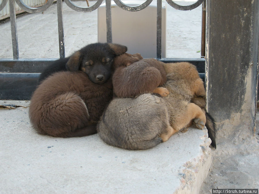 Клевые щенки в Ласпи Балаклава, Россия