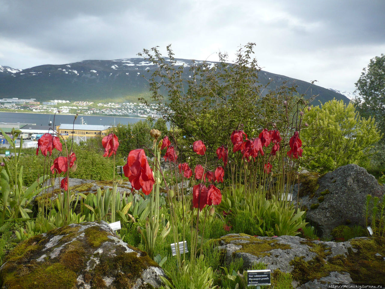 Цветы норвегии. Арктическо-Альпийский Ботанический сад Норвегия. Арктическо-Альпийский Ботанический сад в тромсё/Норвегия. Ботанический сад тромсё Норвегия. Арктическо-Альпийский бот. Сад в тромсё (Норвегия).