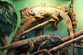Ну и как же без парочки крупных Зеленых игуан (лат. Iguana iguana)  — они ведь такие импозантные особы!!!
Например, говорят, что жители цивилизации Майя верили, что мир расположен внутри гигантского дома, и четыре игуаны играют роль его стен.