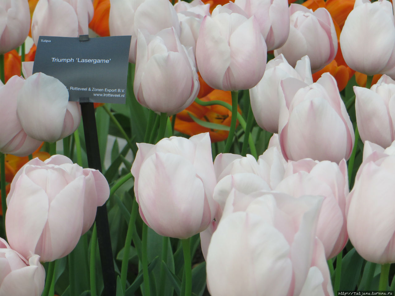 Тюльпаны из павильона Короля Голландии Willem-Alexander Лиссе, Нидерланды