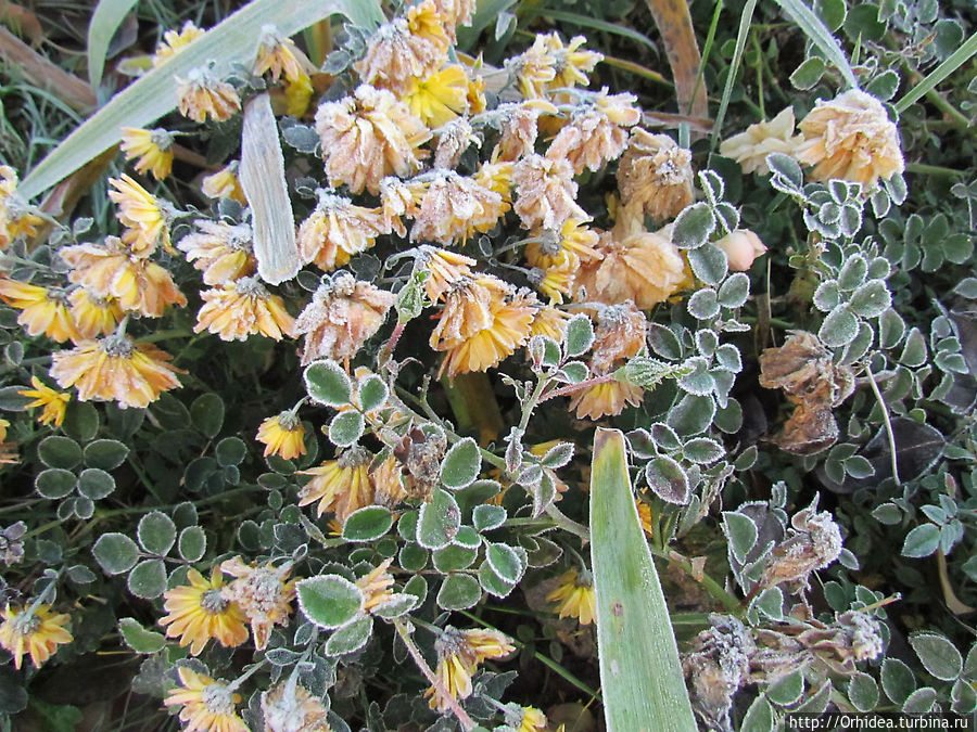 С первым заморозком нас! Харьковская область, Украина