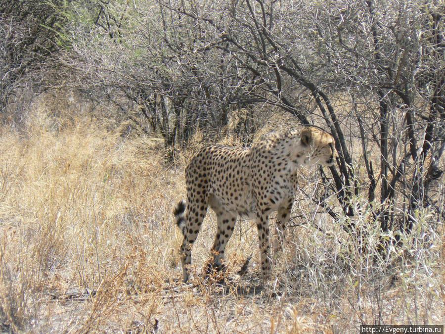Гепард Намибия