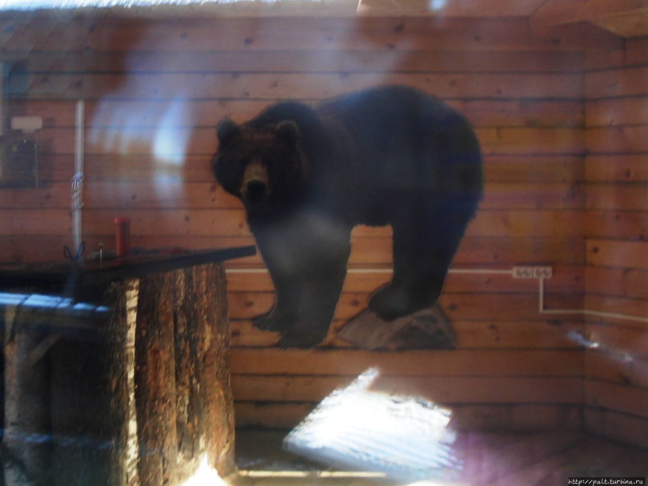 За приезжими наблюдает из закрытого на зиму летнего кафе вот такой хозяин байкальской тайги. Нарисованный Выдрино, Россия
