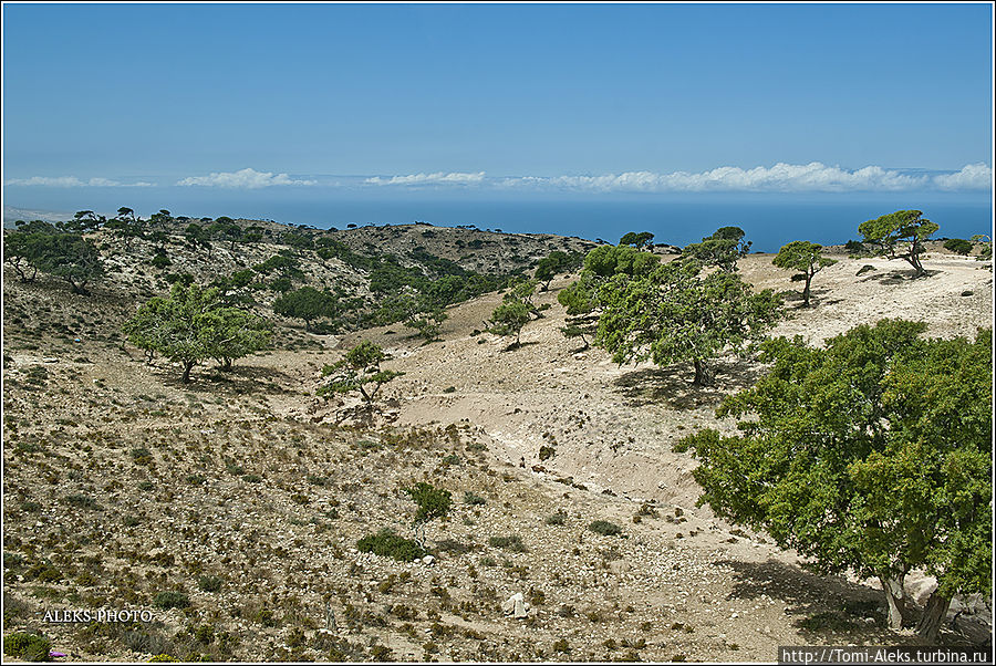 Аргановое дерево можно увидеть только в двух странах — Марокко и Мексике. Это дерево еще зовут 