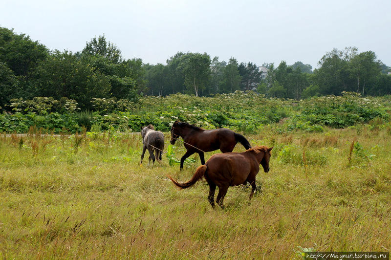 Но  гнедой  не  дал  даже  приблизится  к  ней. Южно-Сахалинск, Россия