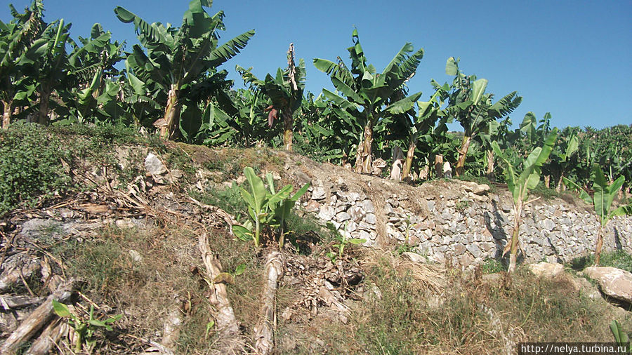 Банановые рощи