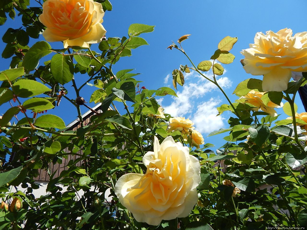 Папиндень Земля Гессен, Германия