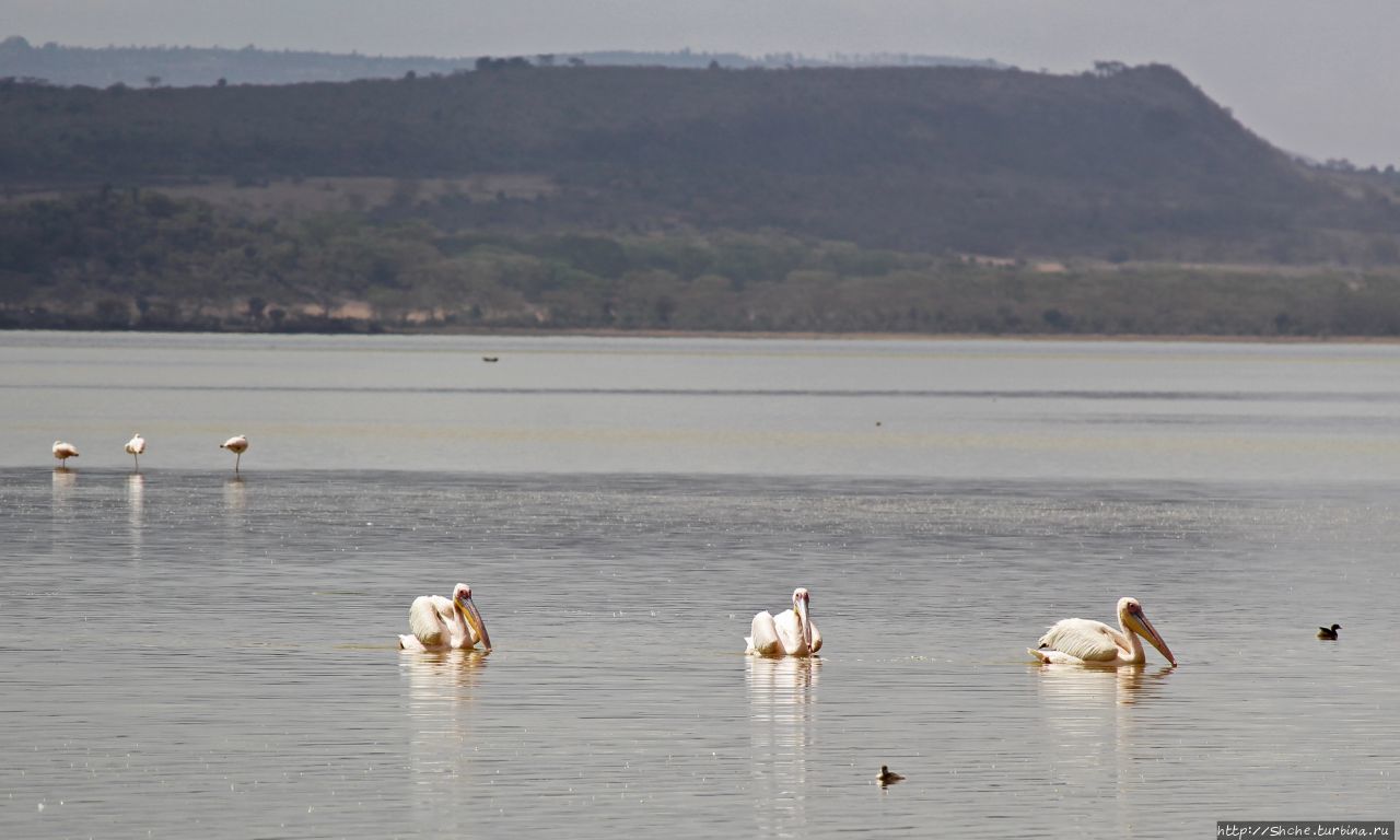 Озеро Элементита Озеро Элментейта, Кения