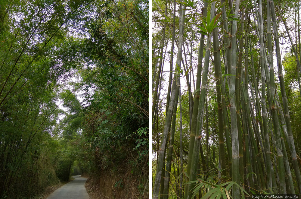 Бамбуковый лес, жилой тулоу, щедрые китайцы Провинция Гуандун, Китай