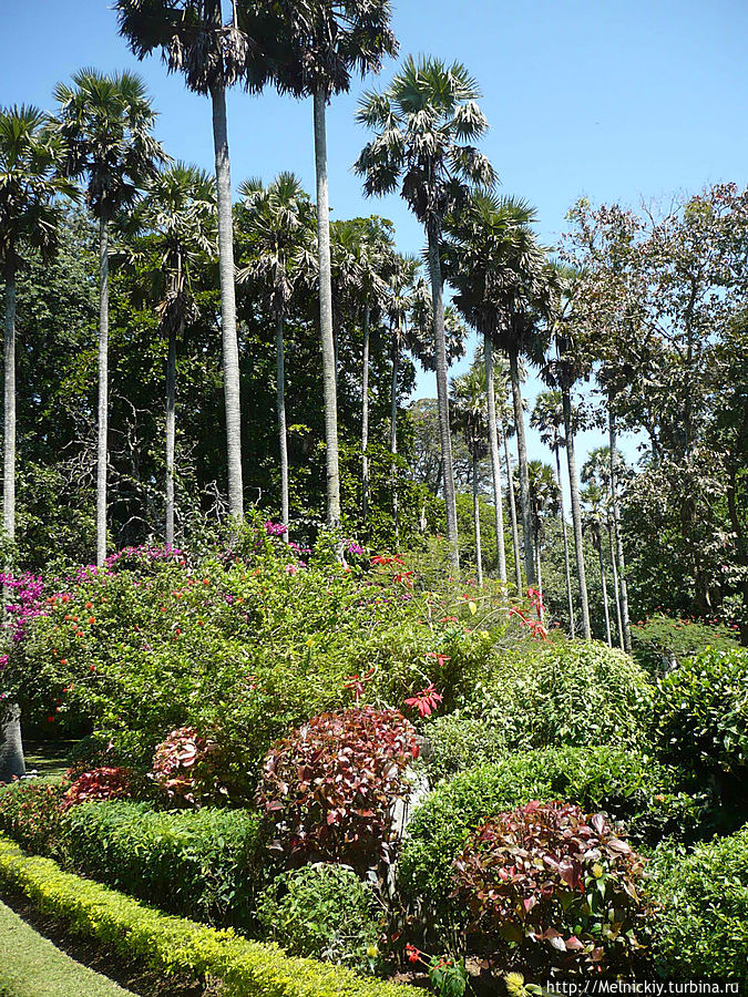 Променад по королевскому саду Перадения, Шри-Ланка