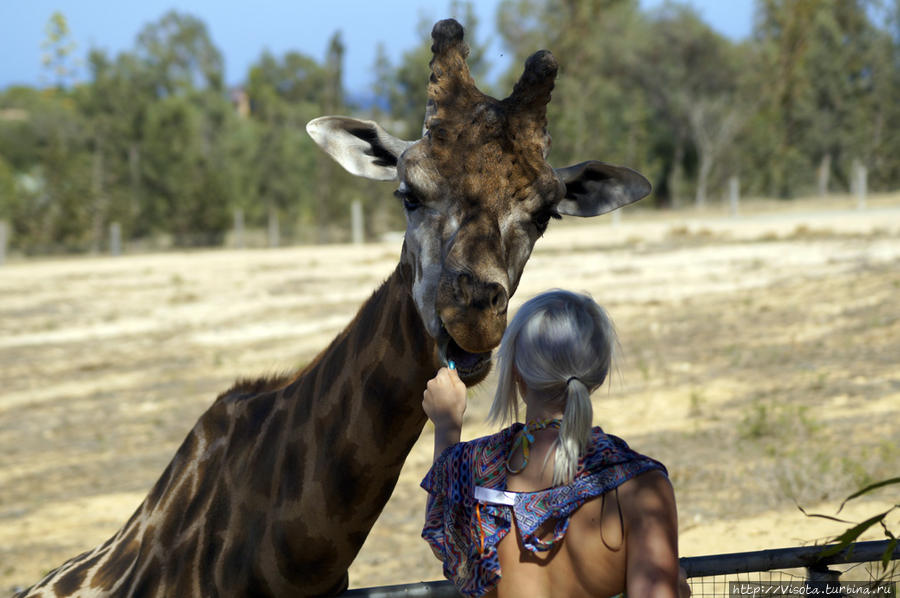 Фригия — покорми жирафика Хаммамет, Тунис