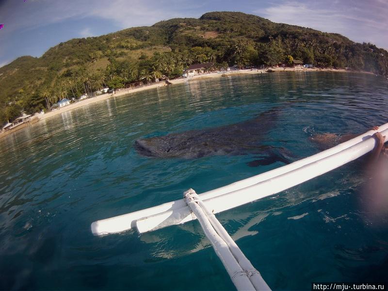 Китовые акулы на Филиппинах Остров Себу, Филиппины
