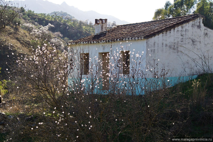 Миндаль в цвету Марбелья, Испания